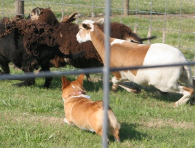 Gerti passing her Herding Instinct Test!
