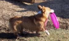 Lolli with her frisbee